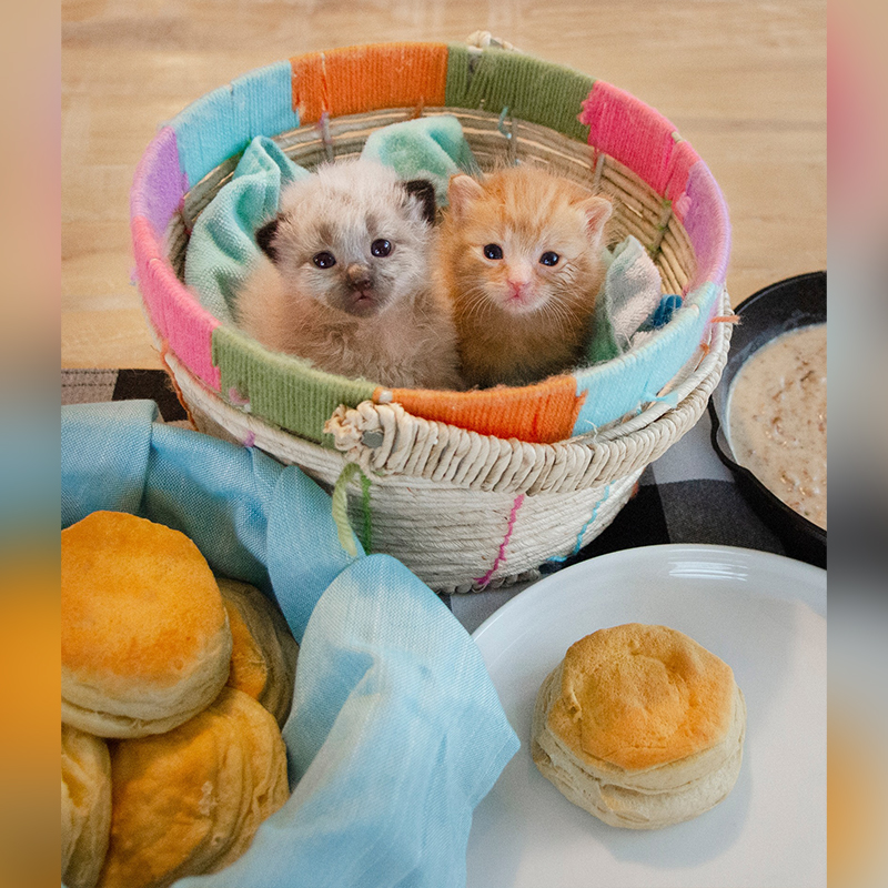 foster kittens in a basket with food