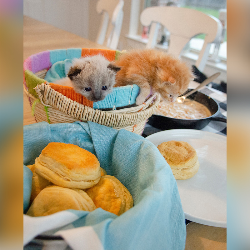 Grayvy and Biscuit the foster kittens with food, 2