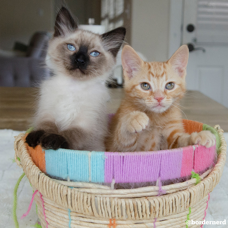 foster kittens in basket, older