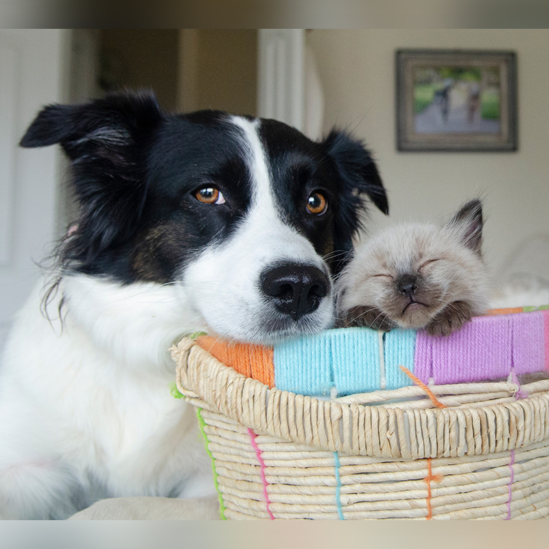 Phoebe the nanny Border Collie with Grayvy the kitten in a basket