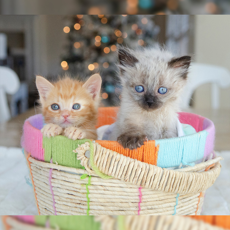 Foster kittens at Christmas in a basket