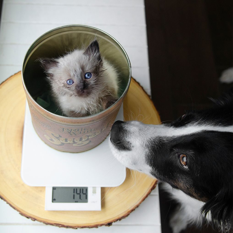 Grayvy recovers from Coccidia being weighed with Phoebe the Border Collie looking on