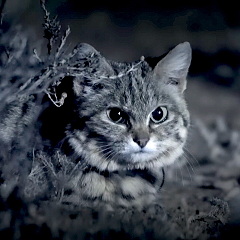 Gyra, Pantheria, black footed cat, Southern Africa, world's deadliest cat, Felis nigripes, tiny but mighty, Kitten, African savannah, Hogle Zoo, Gaia the black footed cat, Fossil Rim Wildlife Center, BBC Earth, Nature PBS black and white 3