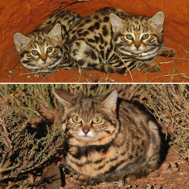 Gyra, Pantheria, black footed cat, Southern Africa, world's deadliest cat, Felis nigripes, tiny but mighty, Kitten, African savannah, Hogle Zoo, Gaia the black footed cat, Fossil Rim Wildlife Center, BBC Earth, Nature PBS, Panthera 3