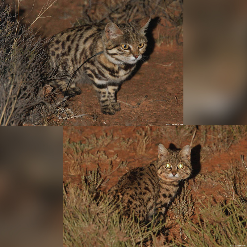 Gyra, Pantheria, black footed cat, Southern Africa, world's deadliest cat, Felis nigripes, tiny but mighty, Kitten, African savannah, Hogle Zoo, Gaia the black footed cat, Fossil Rim Wildlife Center, BBC Earth, Nature PBS, Panthera