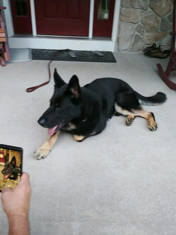 Black German Shepherd Photoshoot