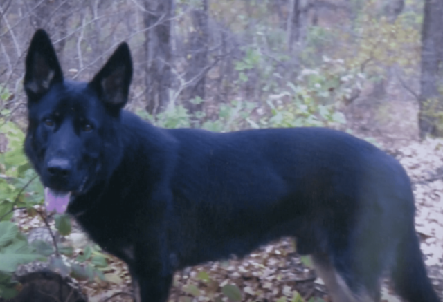 Black German Shepherd Woods