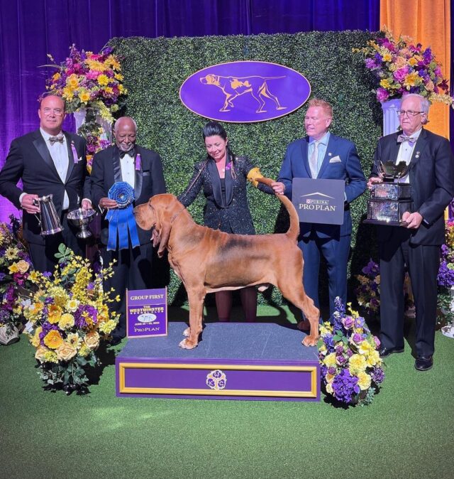 Bloodhound posing at dog show