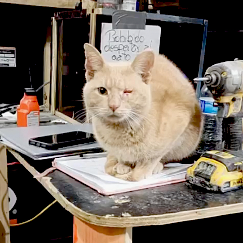 Bob the Builder rescued from a toolshed at a Bronx Construction site, Beth Stern, The Meowtsiders