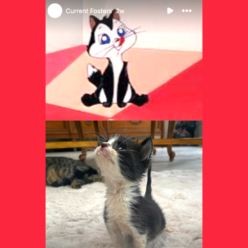 cartoon kittens, Looney Tunes kitten, Marc Antony and Pussyfoot