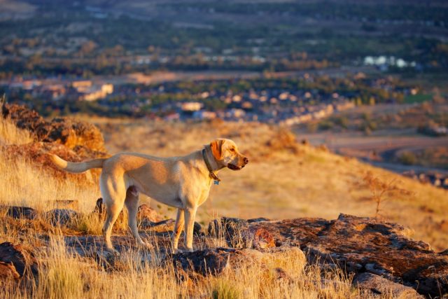 Dog Friendly Boise