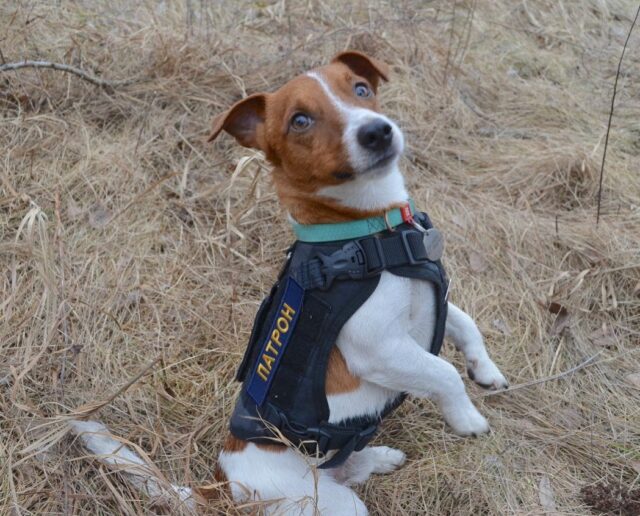 Bomb-Sniffing Jack Russell