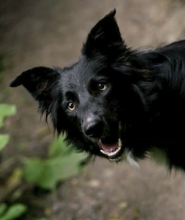 Border Collie saves injured human