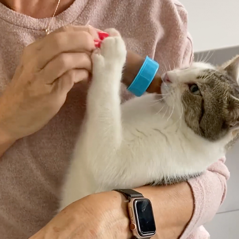 Jovie's Home, Adult cat likes to be bottle-fed like a baby, bottle-feeding adult, adult bottle, Netherlands, 2