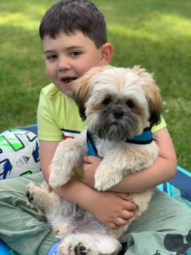 Boy and Shih Tzu