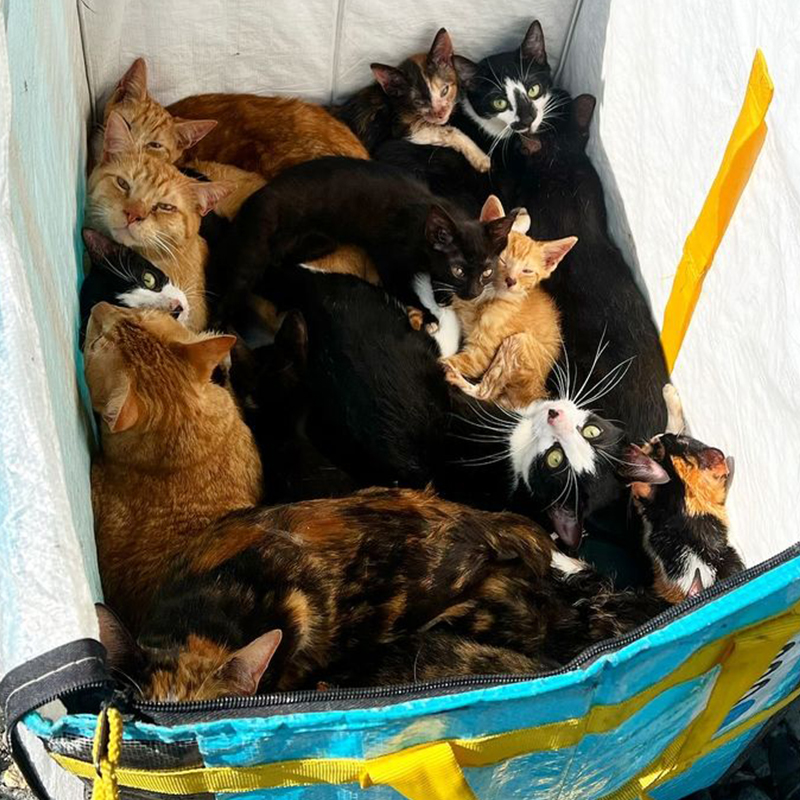 The Brooklyn Cat Cafe, Paw Print Rescue, Staten Island, Box of cats, Picture worth 1000 words, Cat crisis in NYC, New York City, Abandoned cats, cat rescue,  4