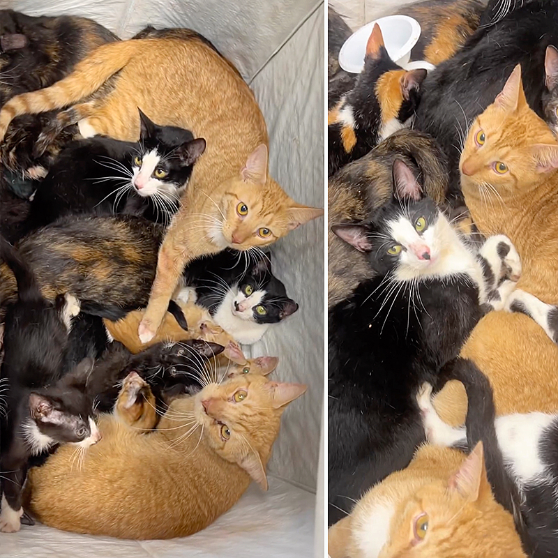  The Brooklyn Cat Cafe, Paw Print Rescue, Staten Island, Box of cats, Picture worth 1000 words, Cat crisis in NYC, New York City, Abandoned cats, cat rescue,  2