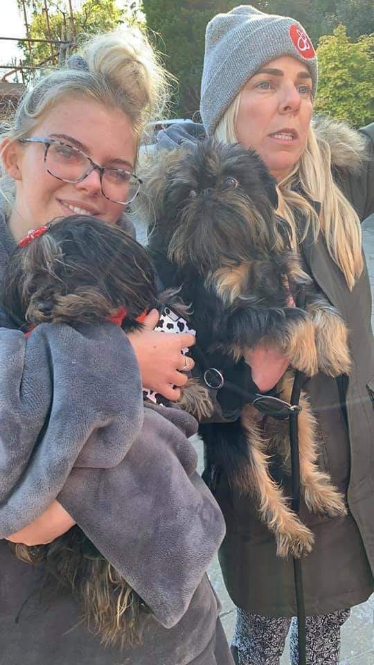 Lost Brussels Griffon Home