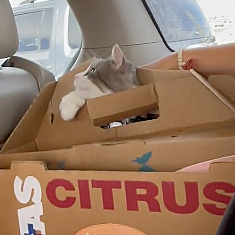 cat comes out of cat carrier in the car