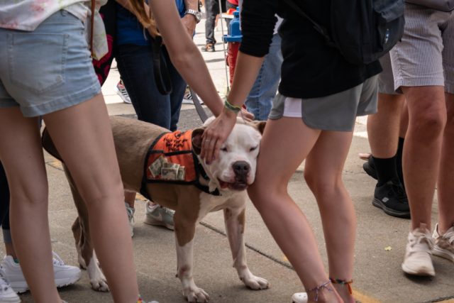 Dog Friendly Buffalo