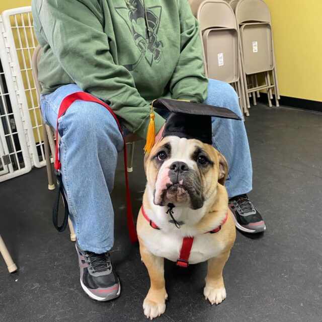 Bulldog graduates puppy school