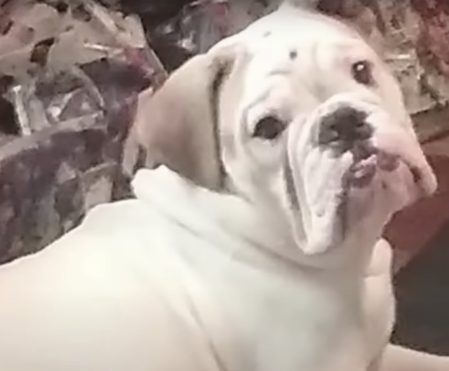 Bulldog killed at groomer