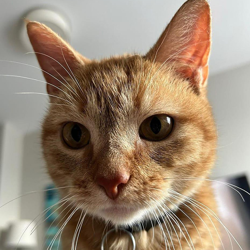 Elizabeth Toth, elizabethtoth23, TikTok, Cala, Ginger tabby female, chatty, I go meow, vocalizing cat, vocalizations, chatty cat, talkative ginger tabby, Chicago, Illinois, 5