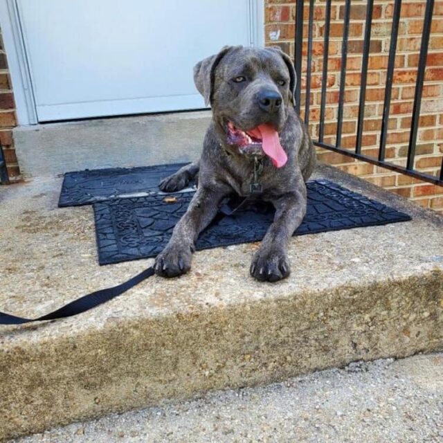 Cane Corso sitting outside