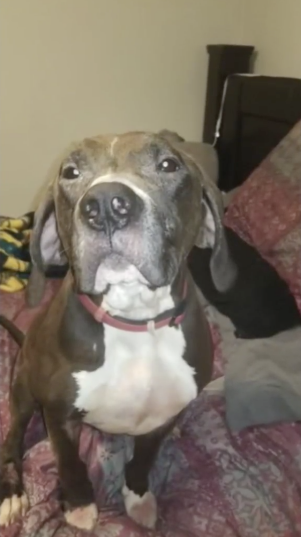 Capone sitting on bed