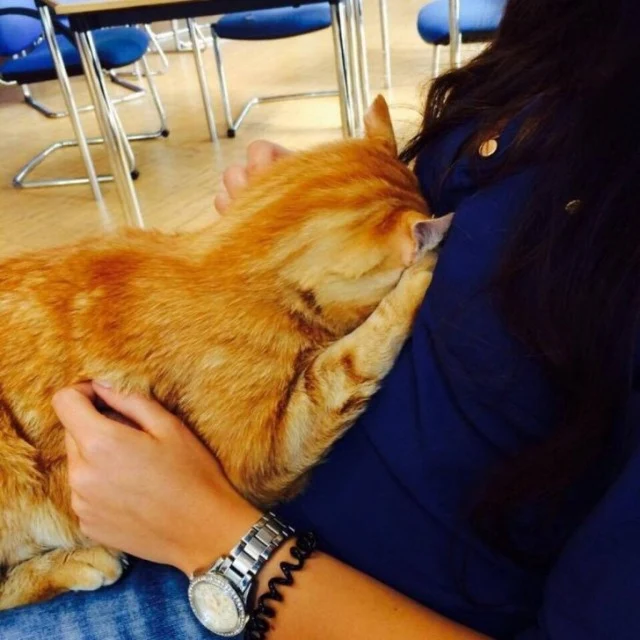 Cat Comes To University Every Day To Give Students A Dose Of Her Love