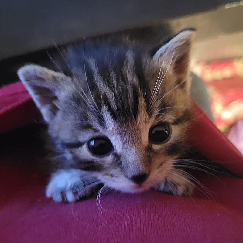 Camp Companion Animal Rescue, Rochester, Minnesota, Roo and Clara Yori, Wallace the Pit Bull, kittens under the porch saga, kittens saved from crawl space and a deep hole, Bartholomew, 1