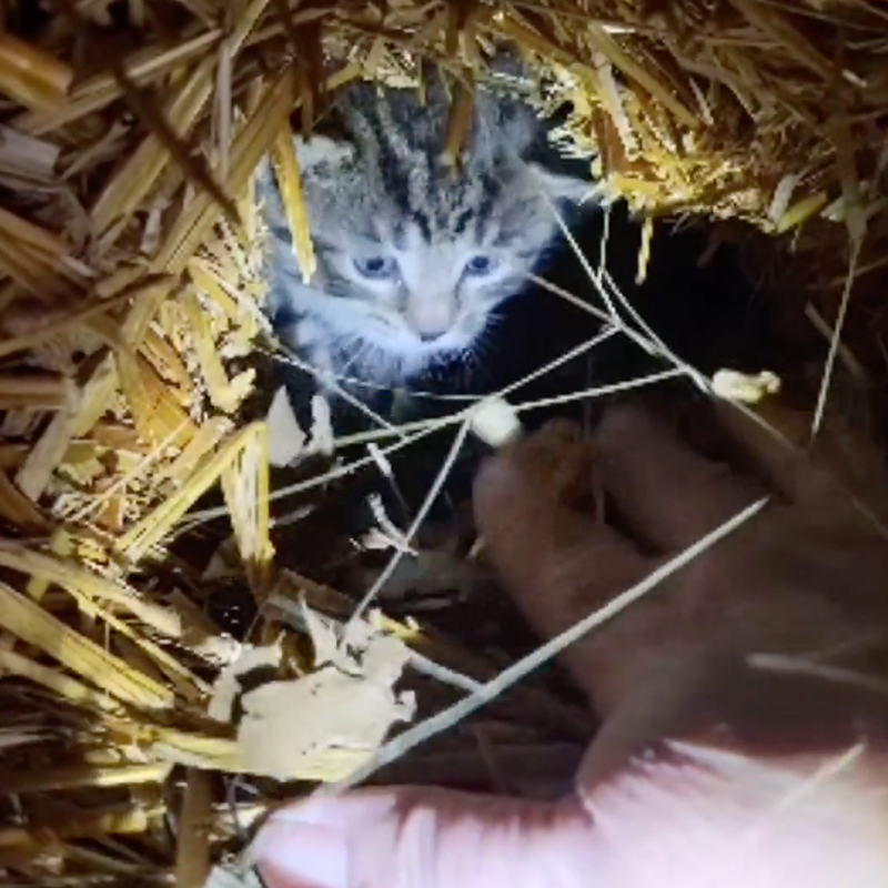 Camp Companion Animal Rescue, Rochester, Minnesota, Roo and Clara Yori, Wallace the Pit Bull, kittens under the porch saga, kittens saved from crawl space and a deep hole, Bartholomew, 4