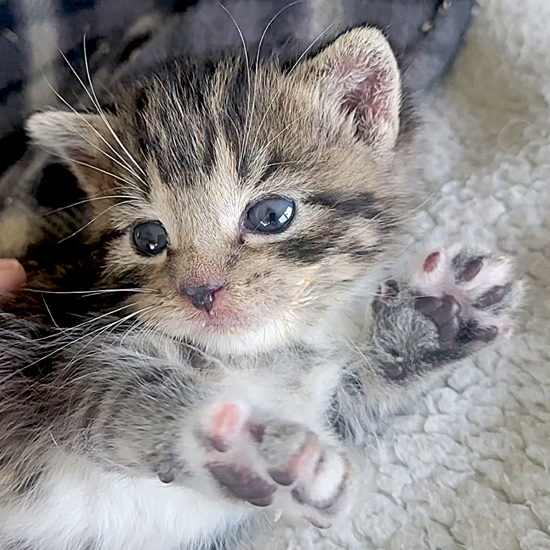 Camp Companion Animal Rescue, Rochester, Minnesota, Roo and Clara Yori, Wallace the Pit Bull, kittens under the porch saga, kittens saved from crawl space and a deep hole, Bartholomew, 8