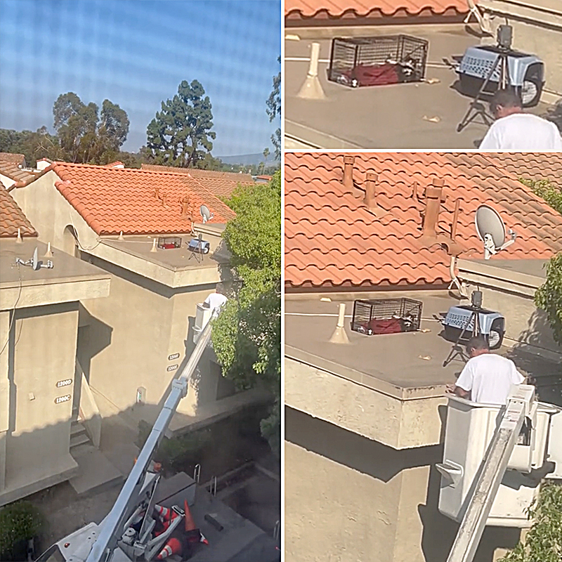 Vickie Chen, David Loop, Sierra Pacific Furbabies, cat on a hot tile roof, Los Angeles, California, cat rescue from rooftop with a bucket truck, Southern California Cat and Kitten Rescue Network 2.0, 5