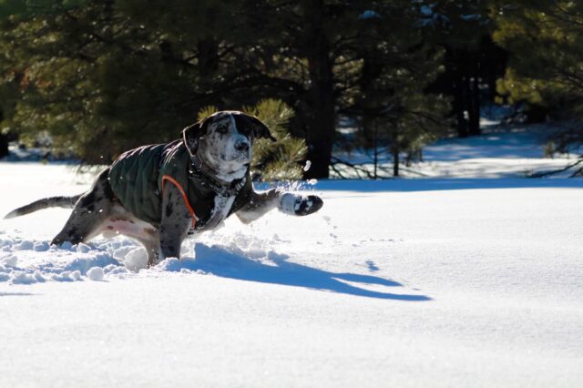 Catahoula puppy in snow