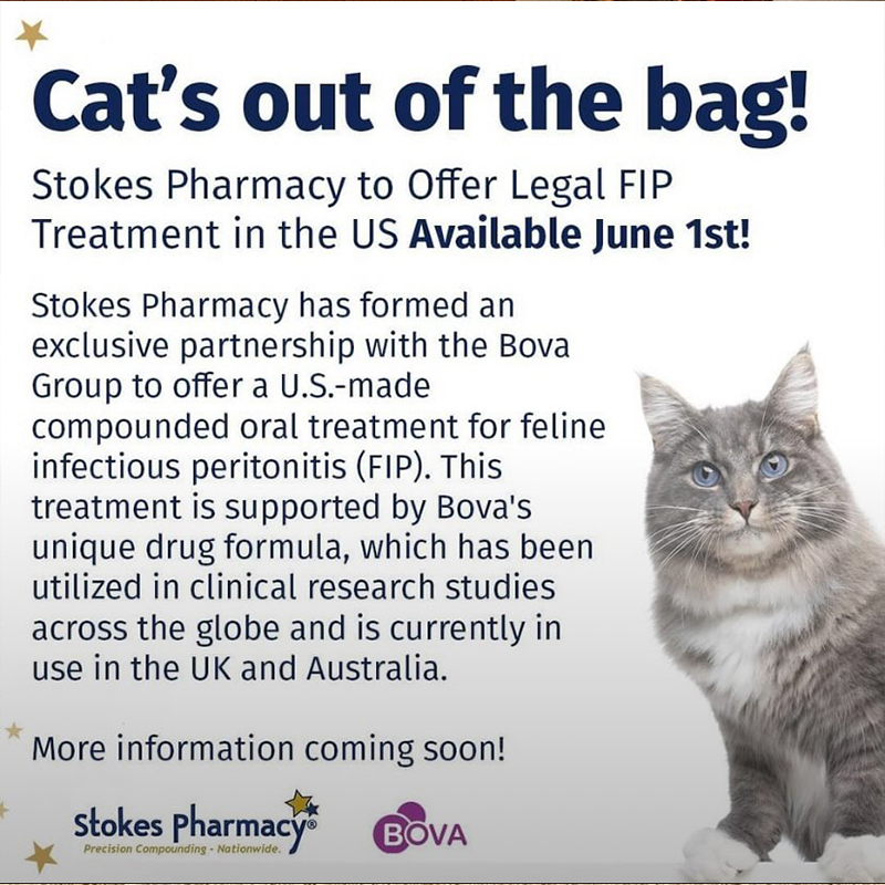 FIP, feline infectious peritonitis, new treatments, FIP Global CATS, Stokes Pharmacy, BOVA, treatment protocol, veterinarian prescription only, Ralphie, Clara, FIP survivors, cats, felines, cat's out of the bag, cured, 1