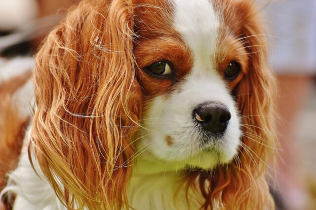 Cavalier King Charles Spaniel close-up