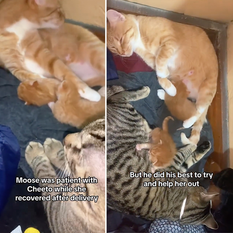 Aysha Clever, Ohio, Columbus, Chillicothe, Cheeto, Moose, and Mellow, Throuple of cats raise kittens together, Kitten's father cares for them, Communally raised kittens, Cat family, 6