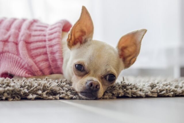 Chihuahua wearing sweater