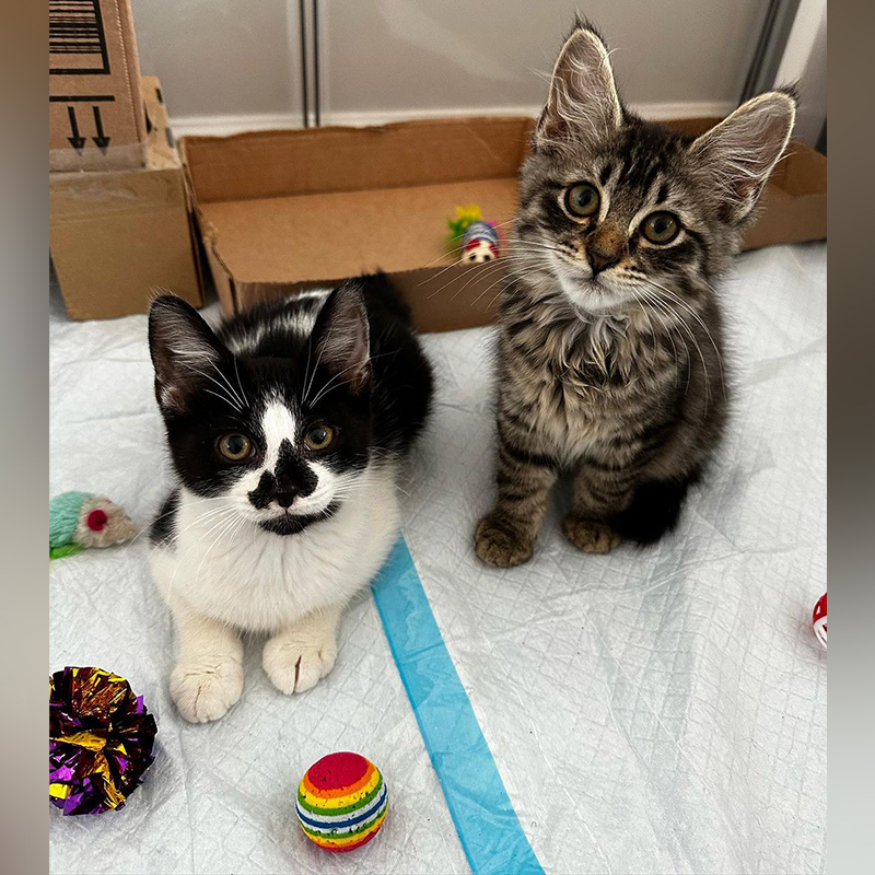 Chocolate Bar kittens, Oreo and Kit Kat, Bronx Stray Cats, Michelle Morales