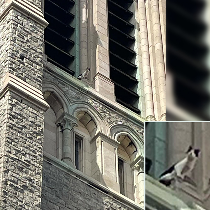 Hightower the cat, Ranger, rescue from a church tower, St. Edward the Confessor belfy, Philadelphia, Pennsylvania, Kolony Kats, 3