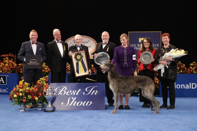 Claire Scottish Deerhound wins