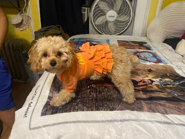 Cockapoo in orange dress