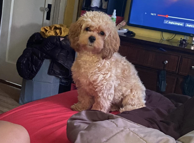 Cockapoo puppy stolen