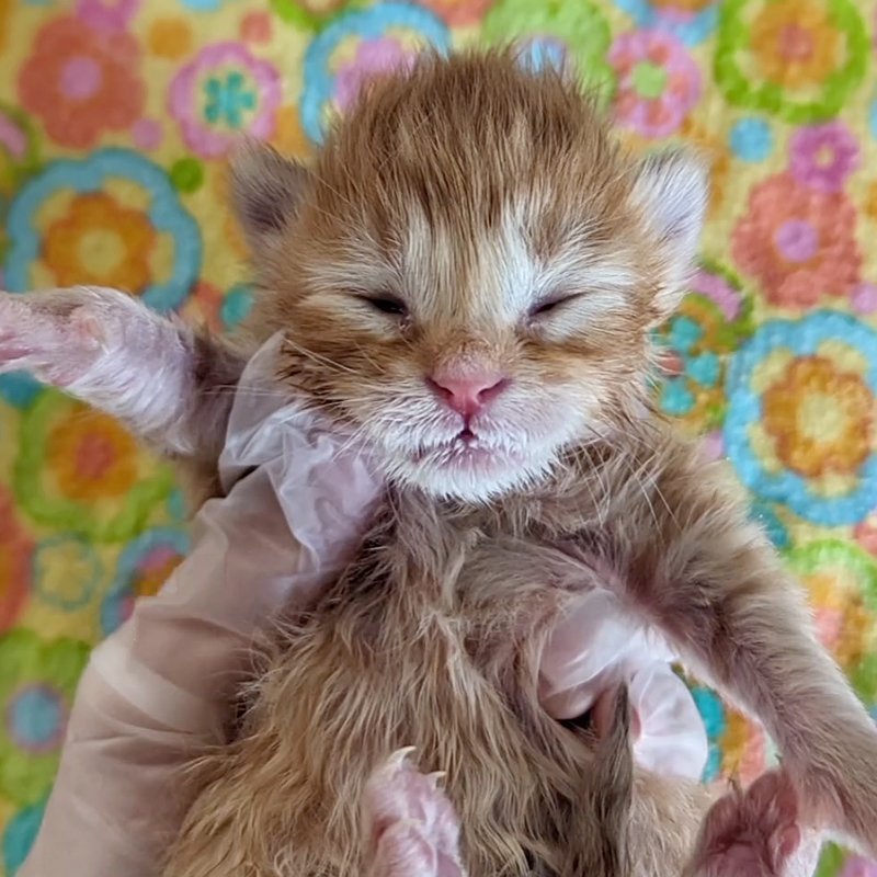 Halfway Crate, San Jose and Rocklin, California, orange kitten, Drumstick, Colonel Mewett, 1967 kitten, childhood pets, ginger tabby, Bay Area Cats, 2