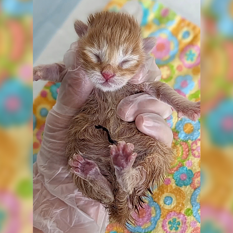 Halfway Crate, San Jose and Rocklin, California, orange kitten, Drumstick, Colonel Mewett, 1967 kitten, childhood pets, ginger tabby, Bay Area Cats ,1