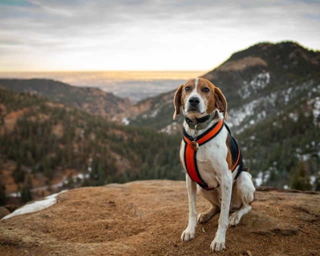 Dog Friendly Colorado Springs