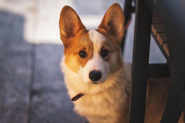 Corgi hiding under table