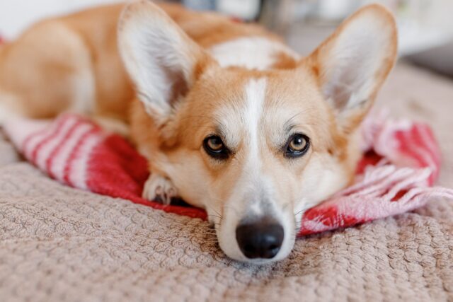 Corgi on blanket