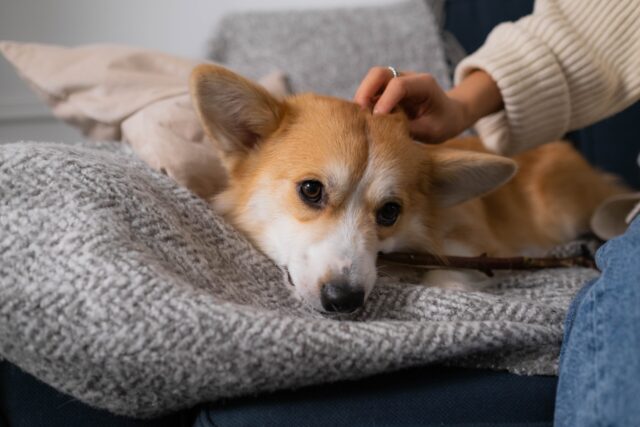 Corgi resting on couch